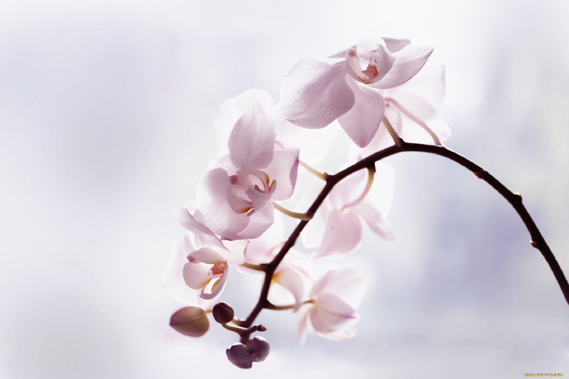 , , flowers, flowering, orchids, 